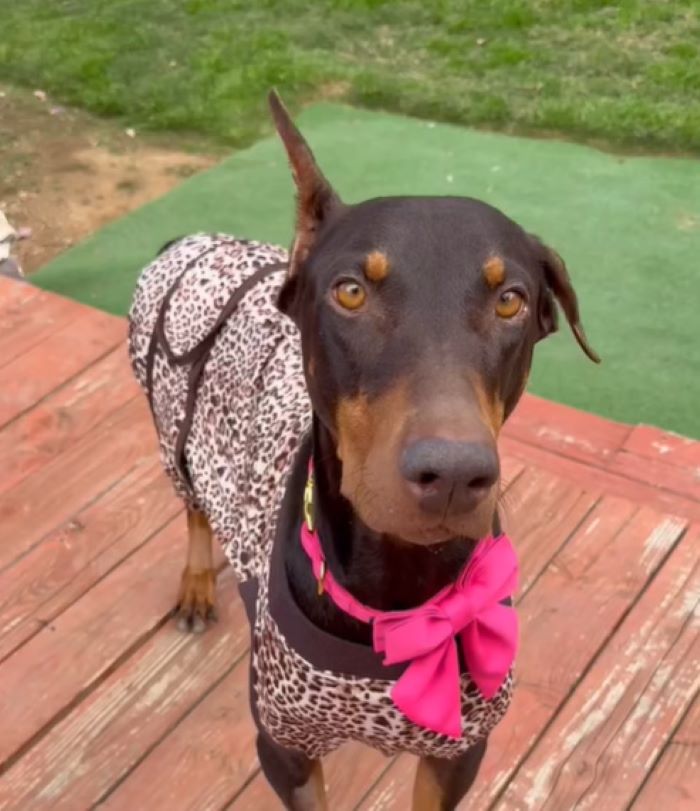 dog with clothes on