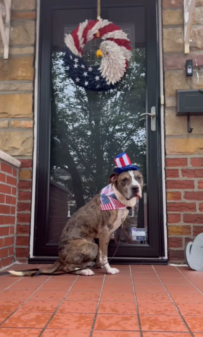 dog with hat