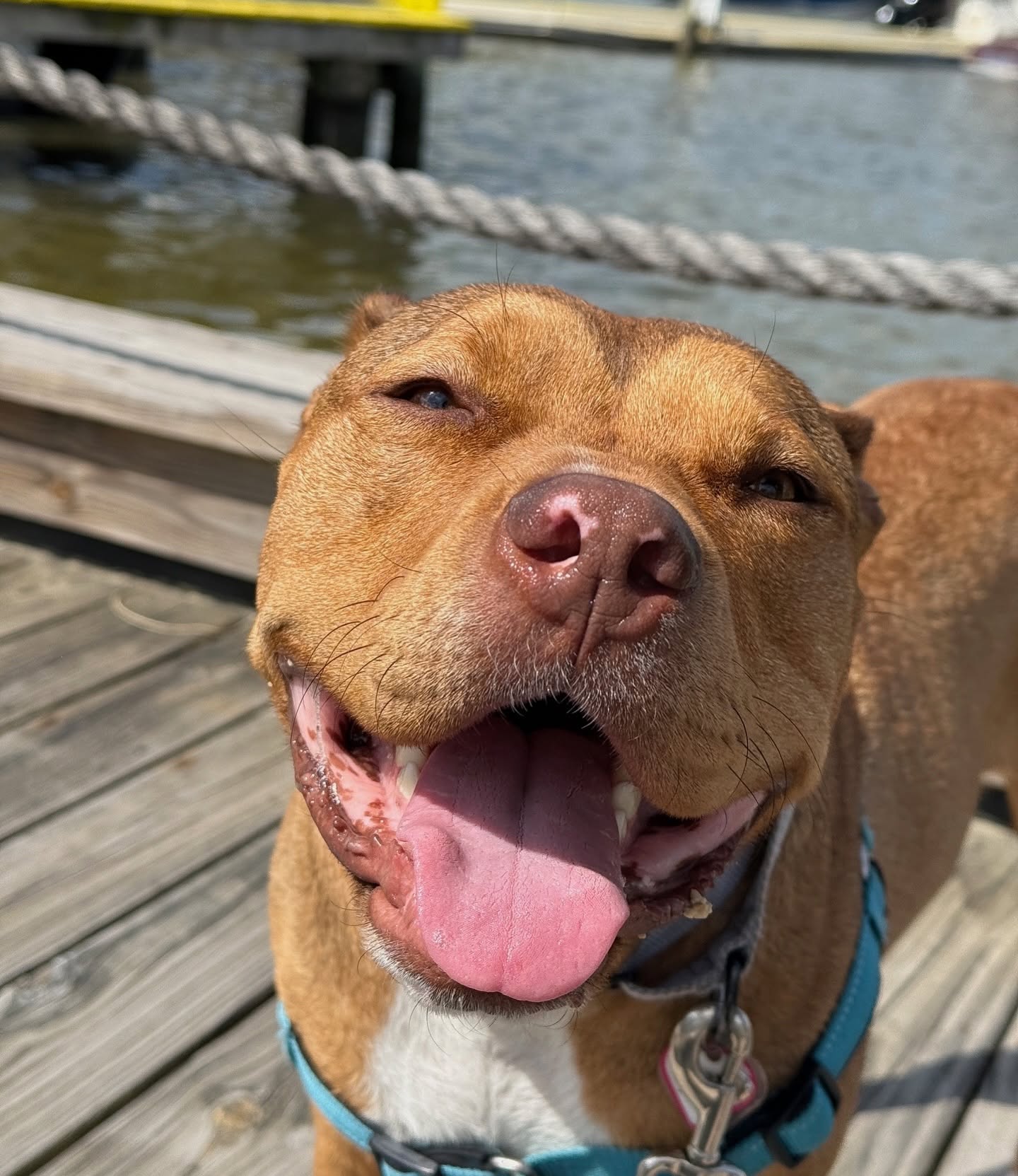 dog with tongue out