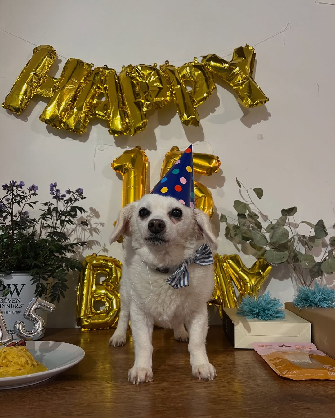 dogs birthday