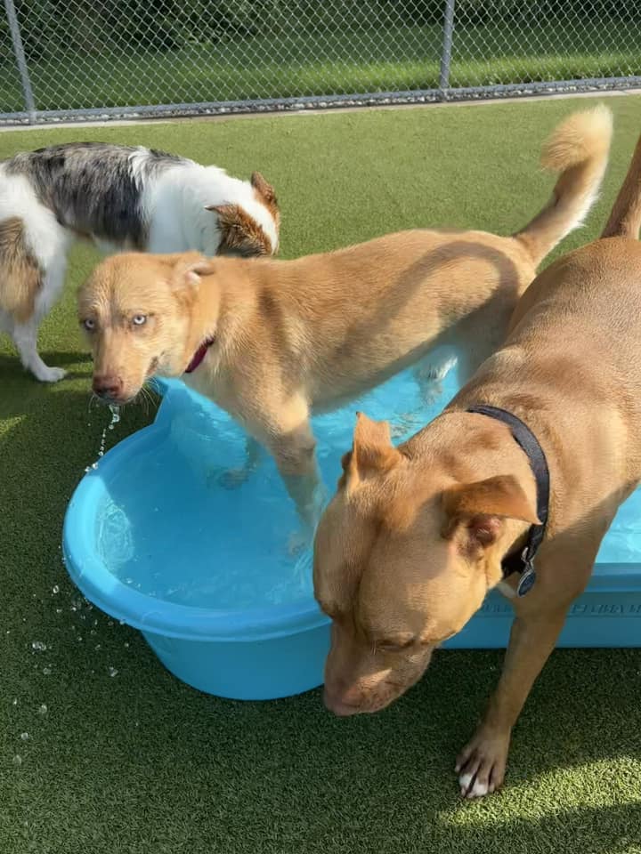 dogs in daycare