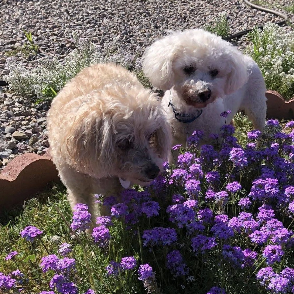 dogs in flowers