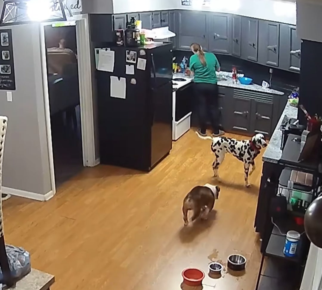 dogs in kitchen