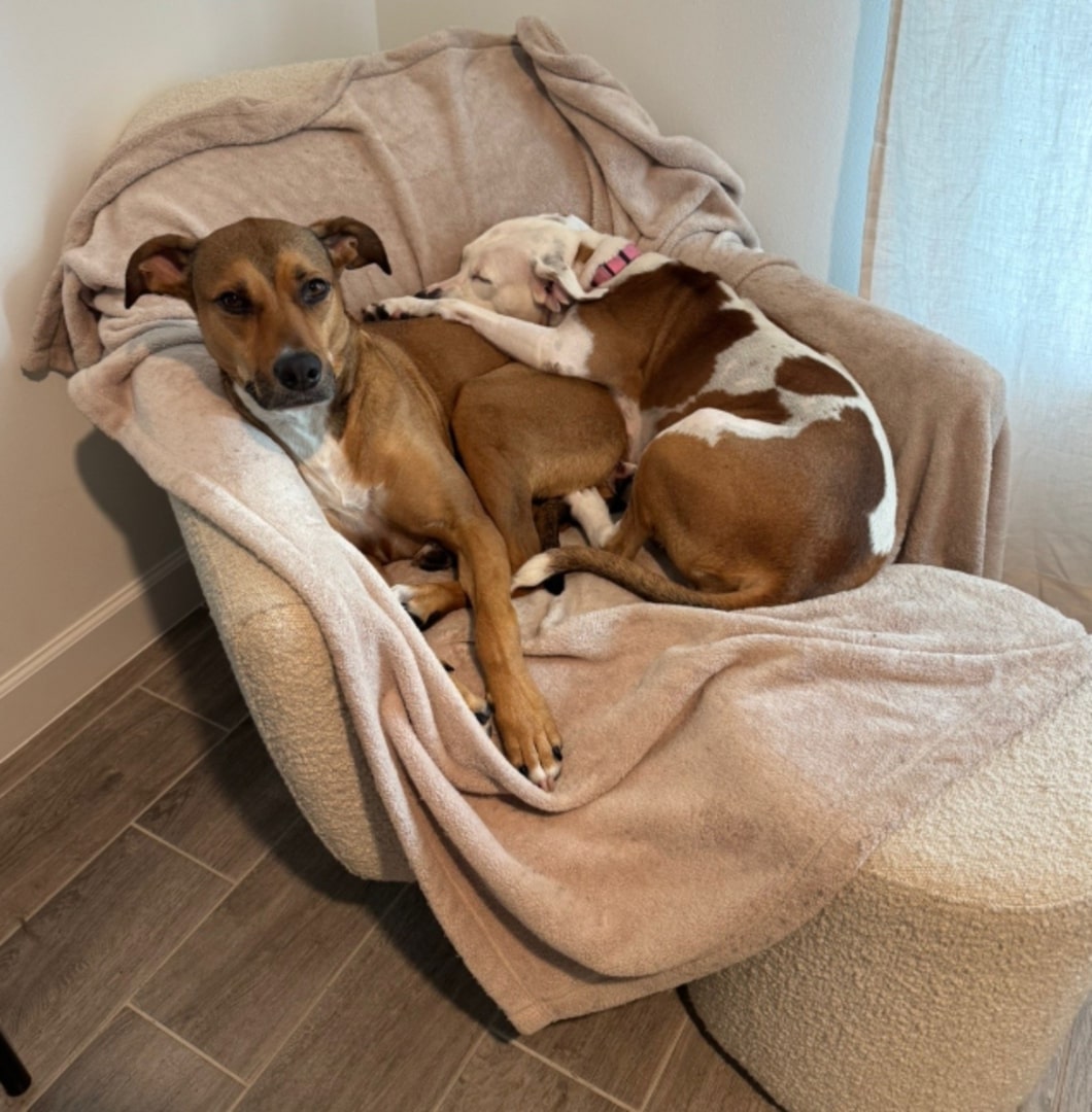 dogs on a sofa