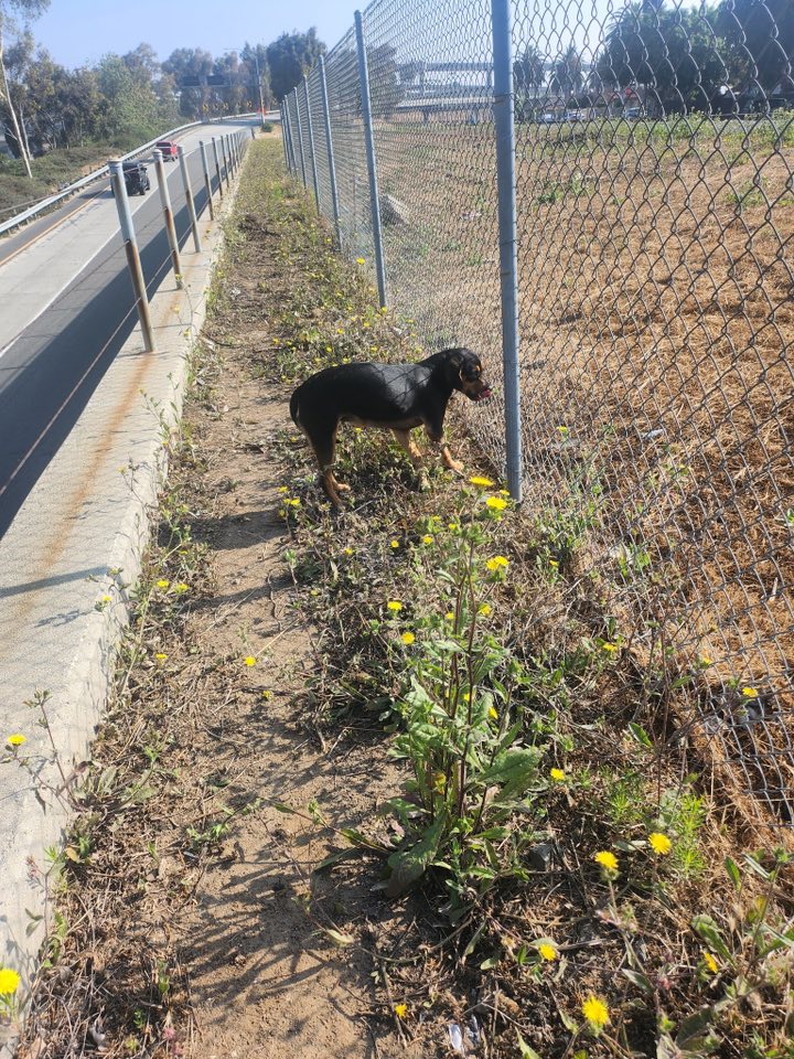 dumped black dog
