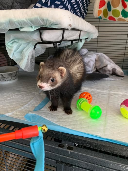 ferret and toys
