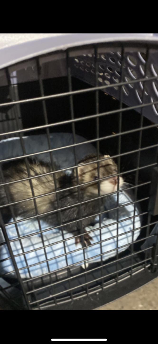 ferret in a kennel