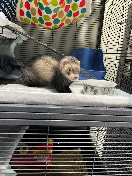 ferret recovering