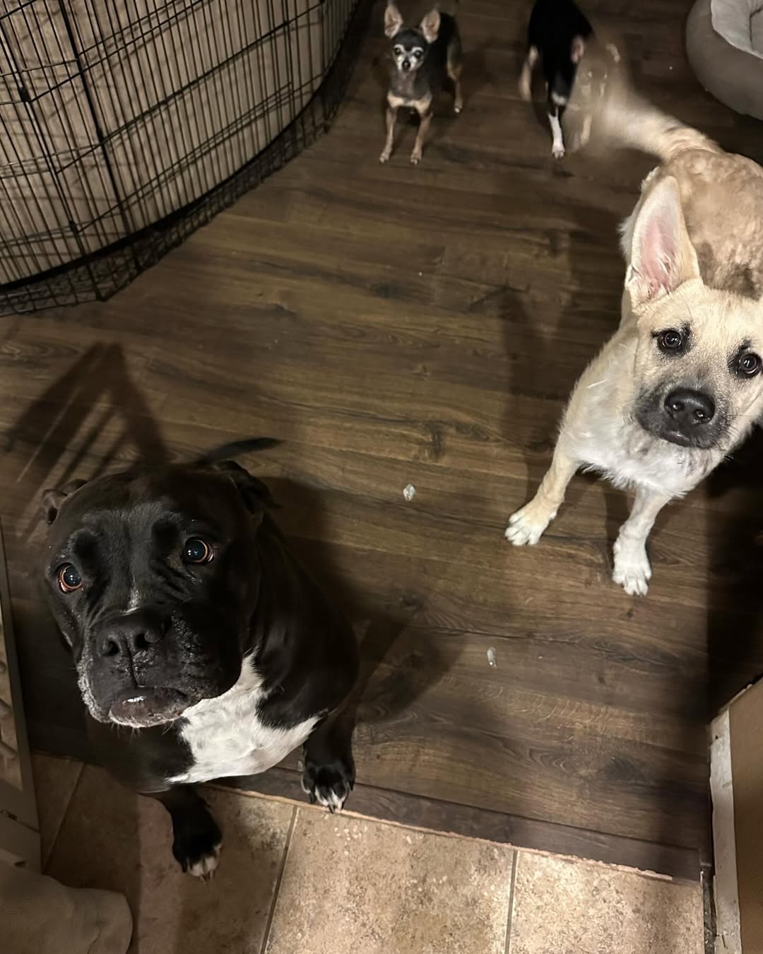four dogs in house