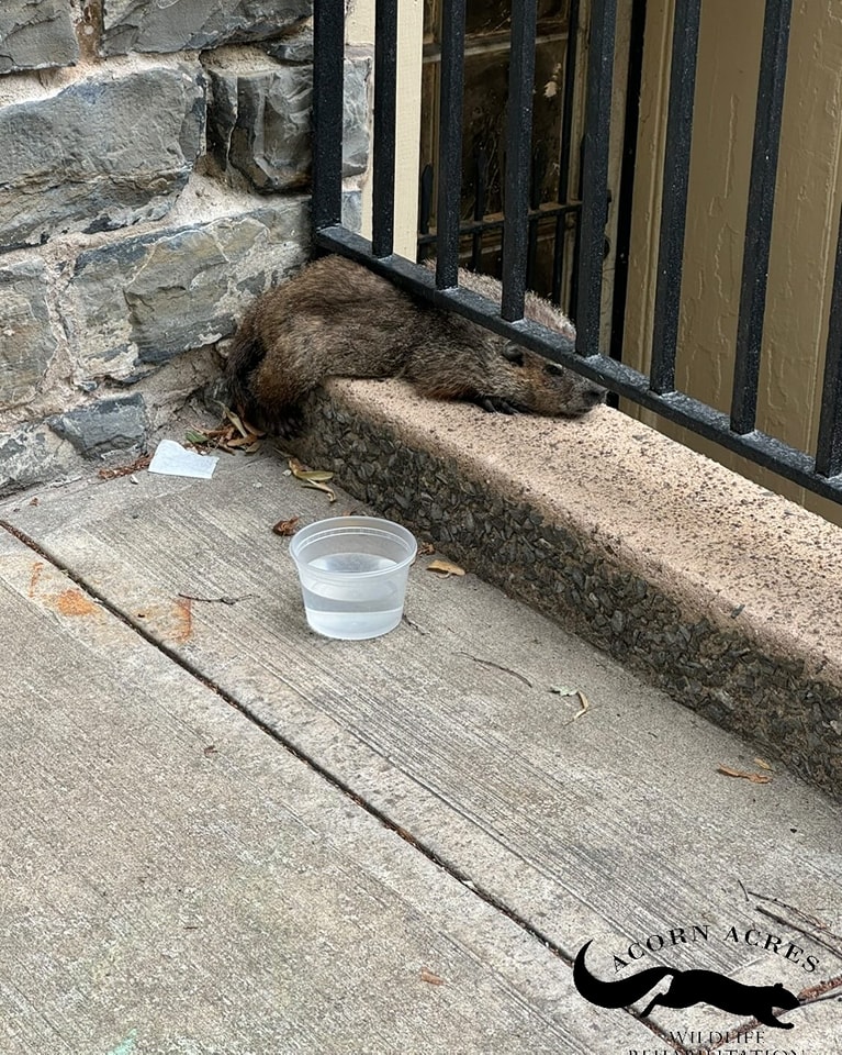 groundhog