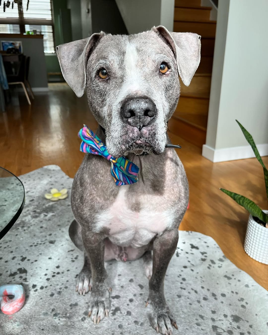 hairless dog adopted
