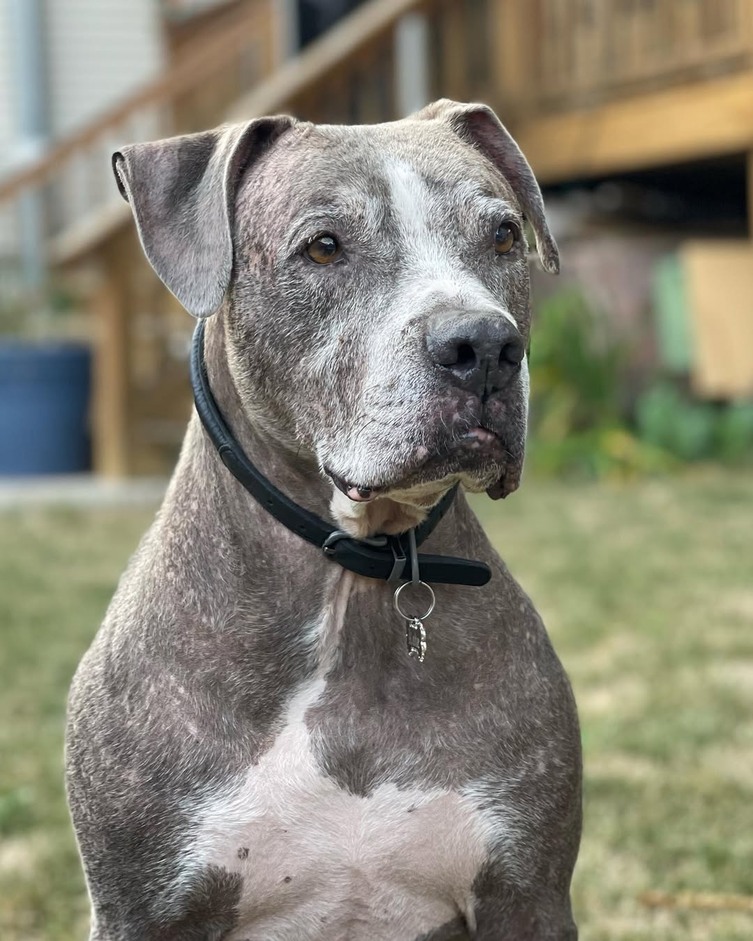 hairless dog posing