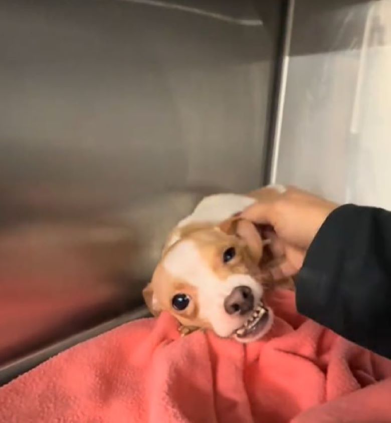 hand petting the pup