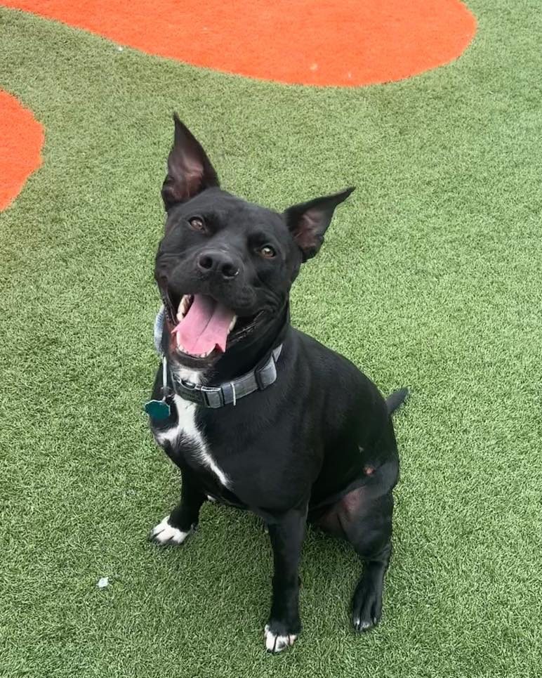 happy black dog