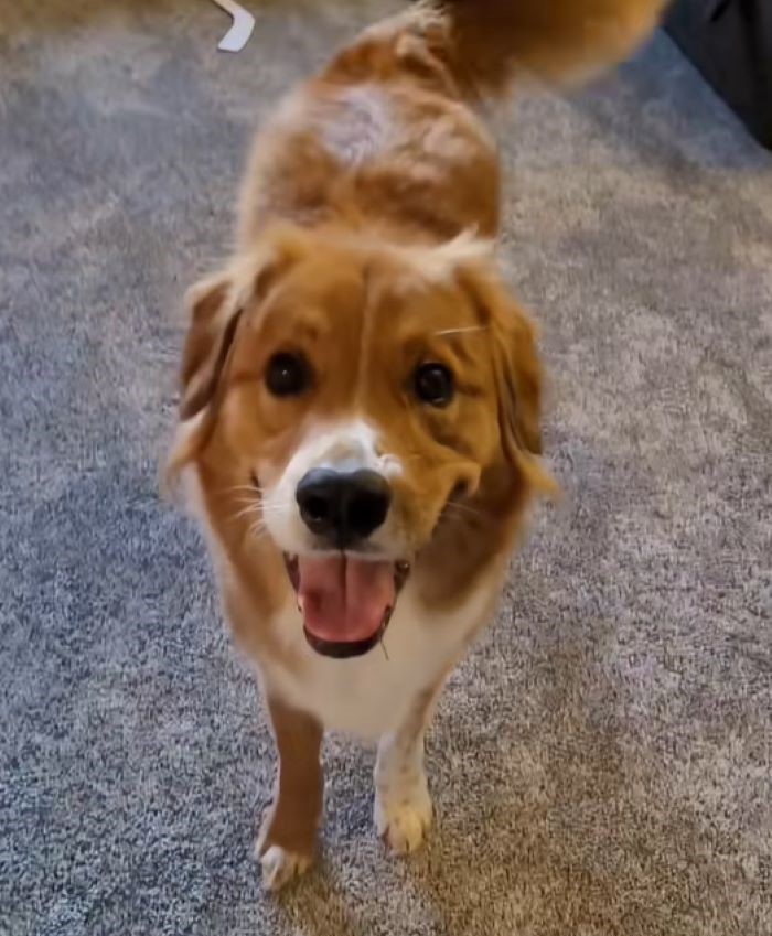 happy brown dog