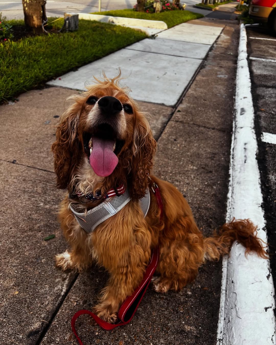 happy brown dog