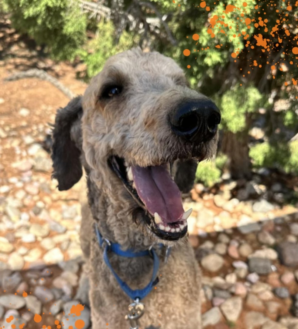 happy dog