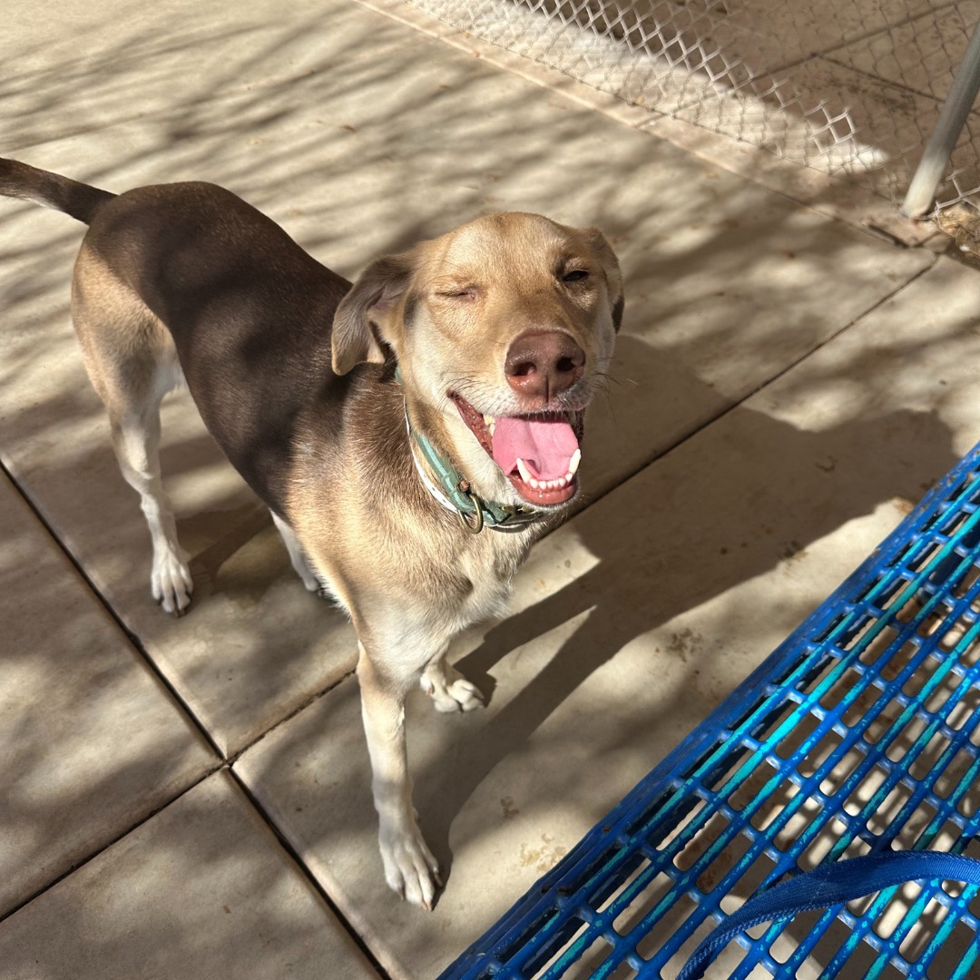 happy dog