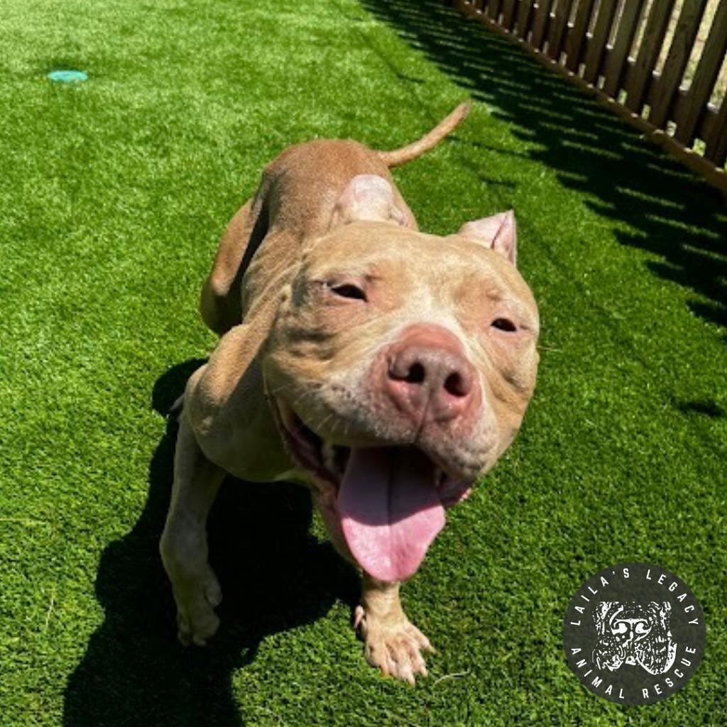 happy dog