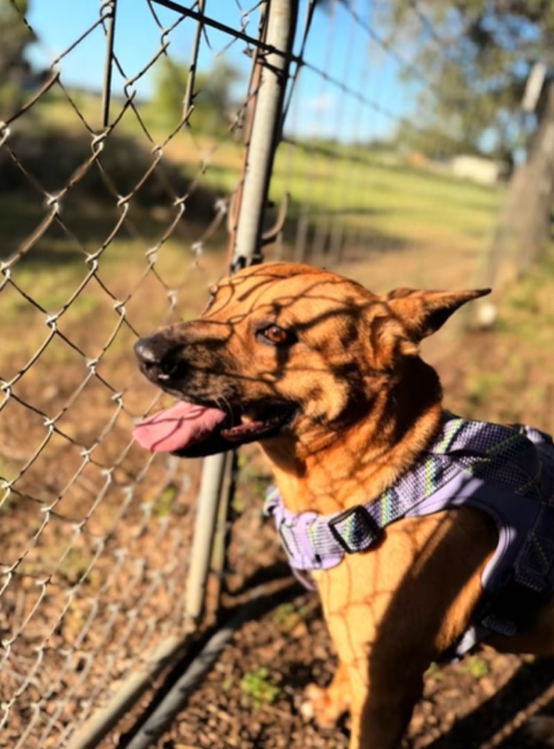 happy dog in the sun