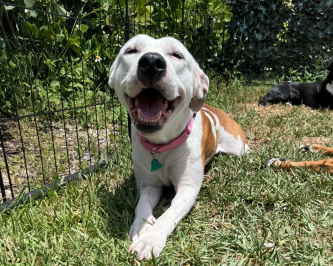 happy dog lying on grass