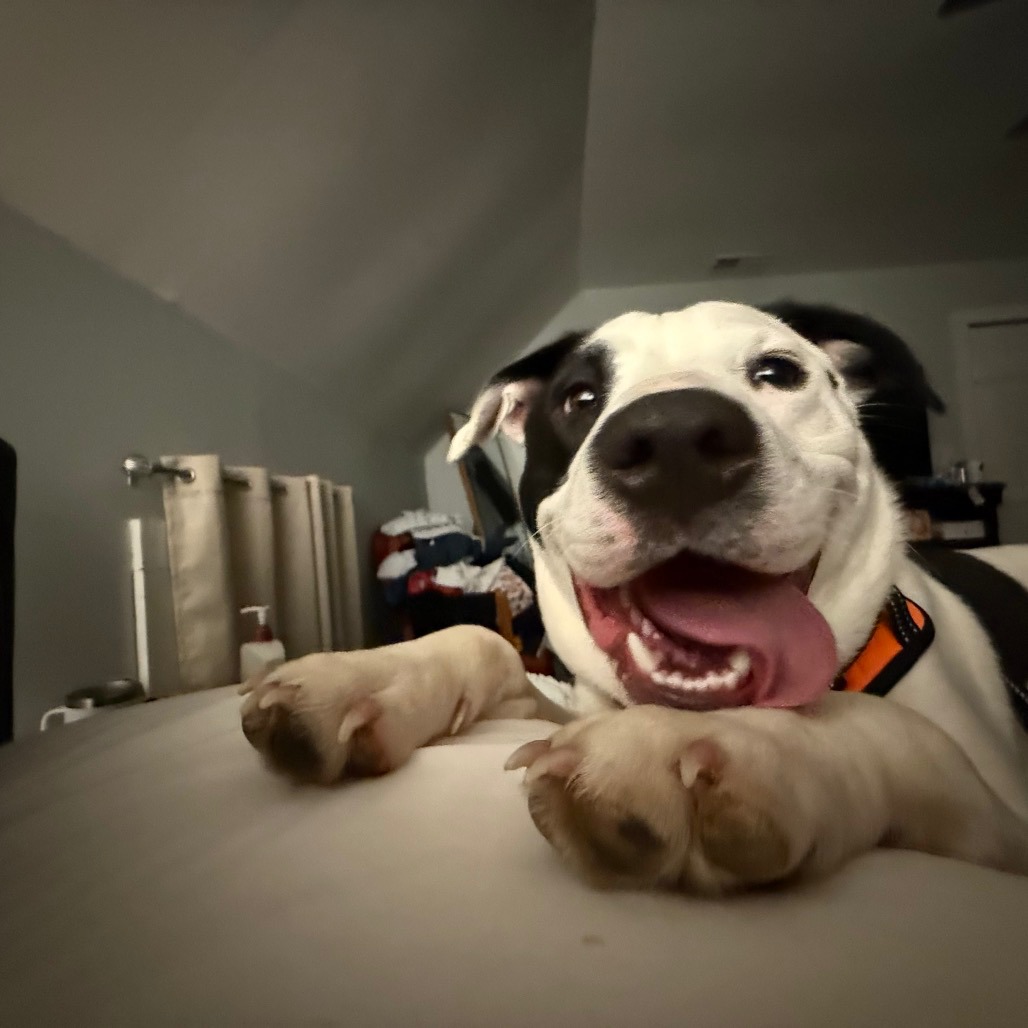 happy dog