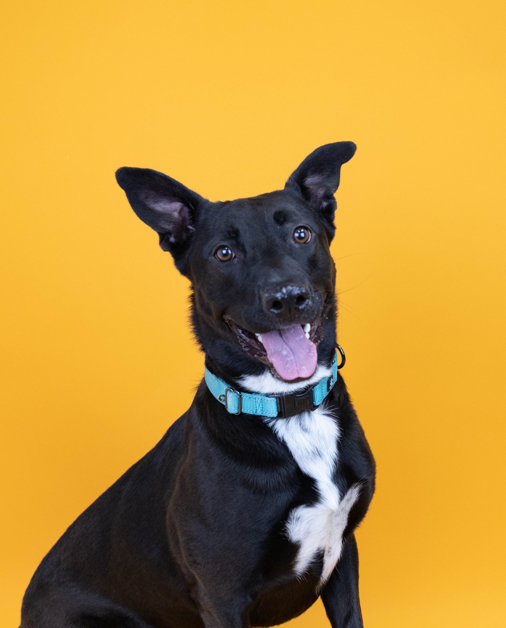 happy shelter dog
