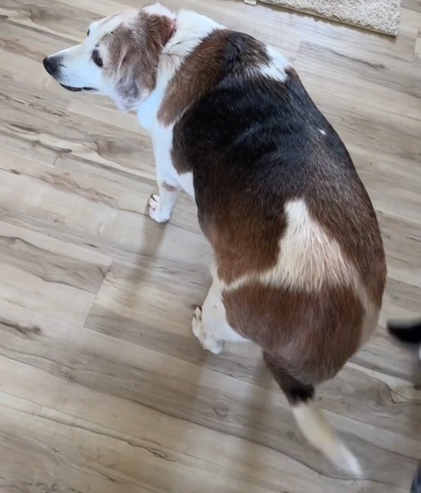 heavy dog