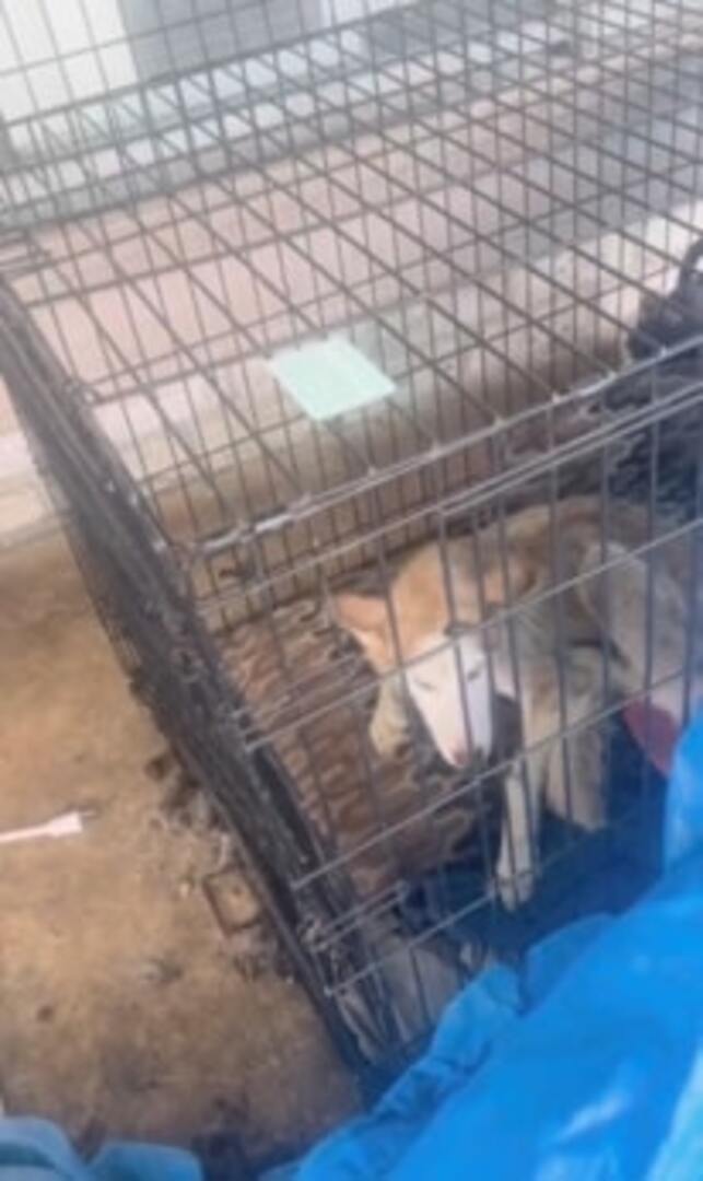 husky in a kennel