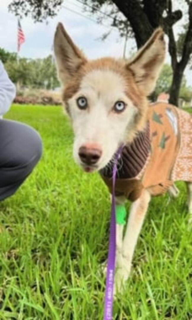 husky on grass