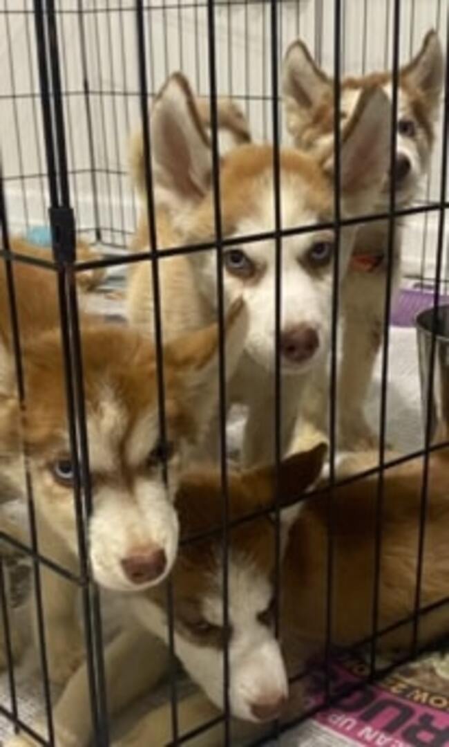 husky puppies