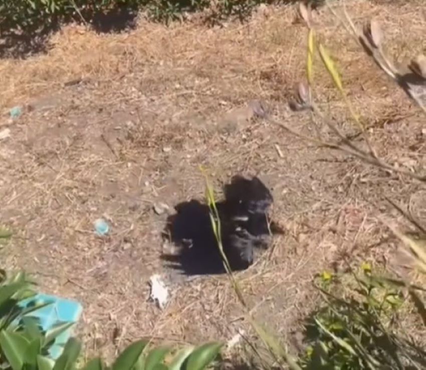 injured crow