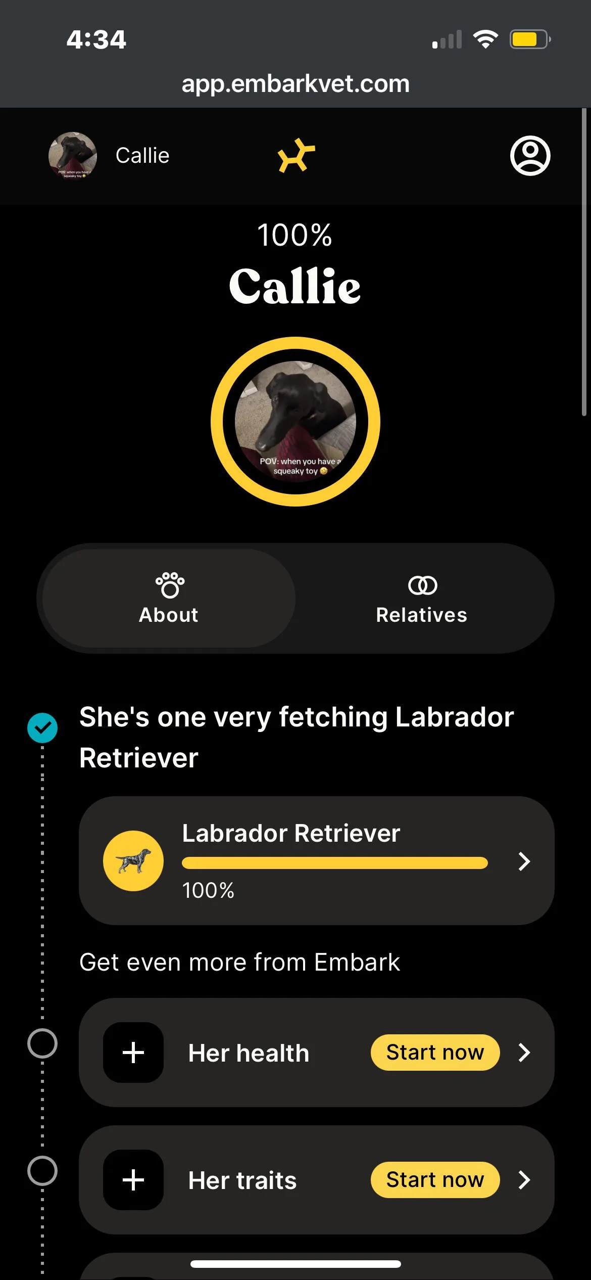 labrador retriever