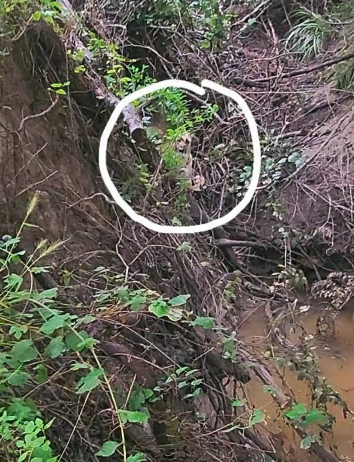 lost white dog in forest