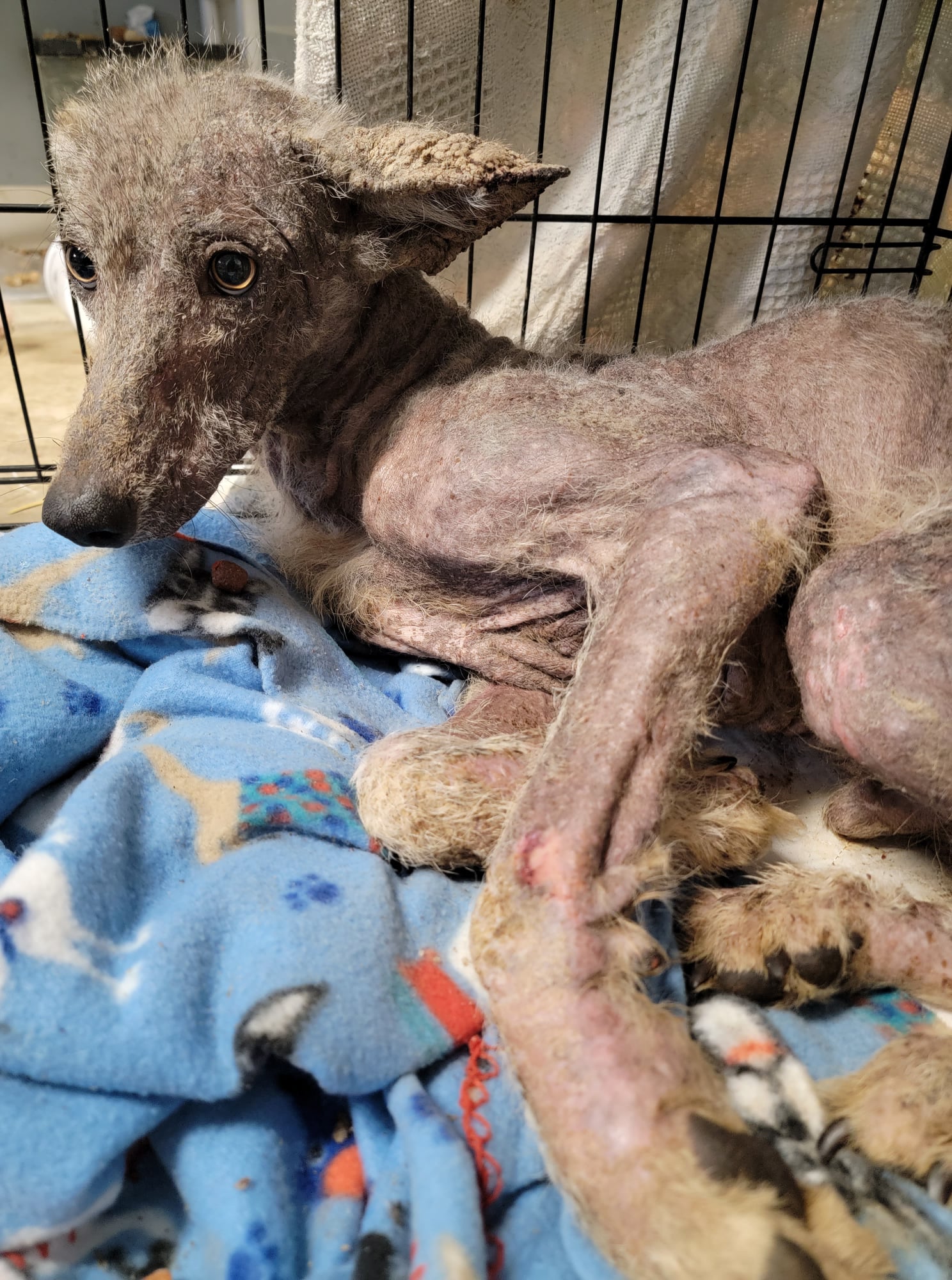 malnourished coyote