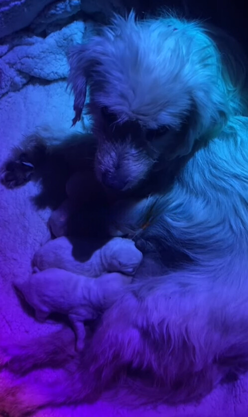 mama dog and puppies