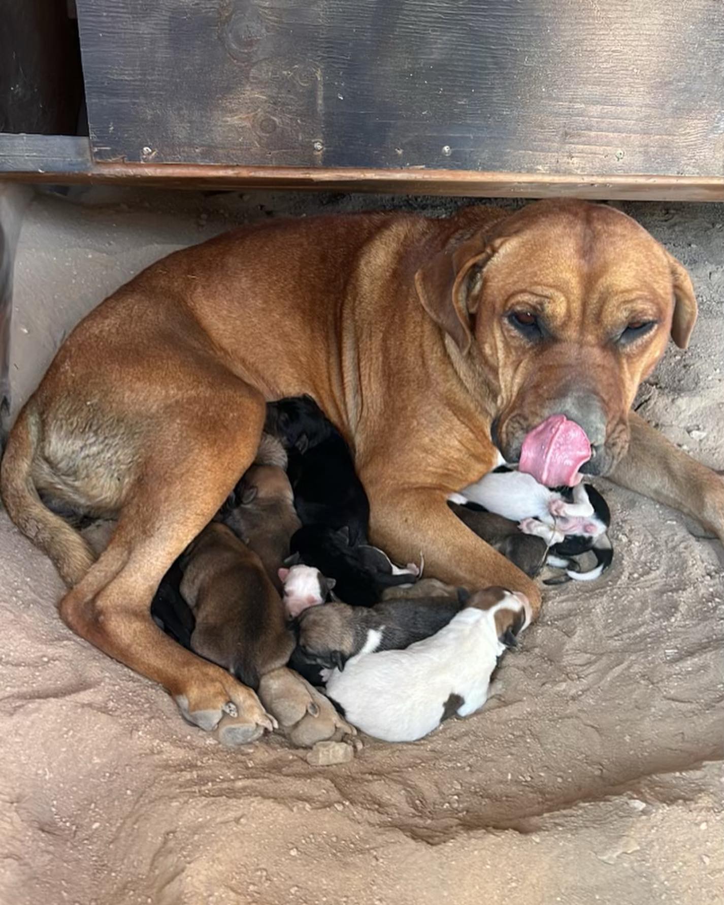 mama dog with 10 puppies