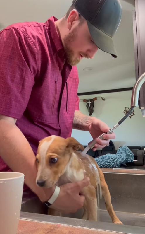 man giving puppy a bath
