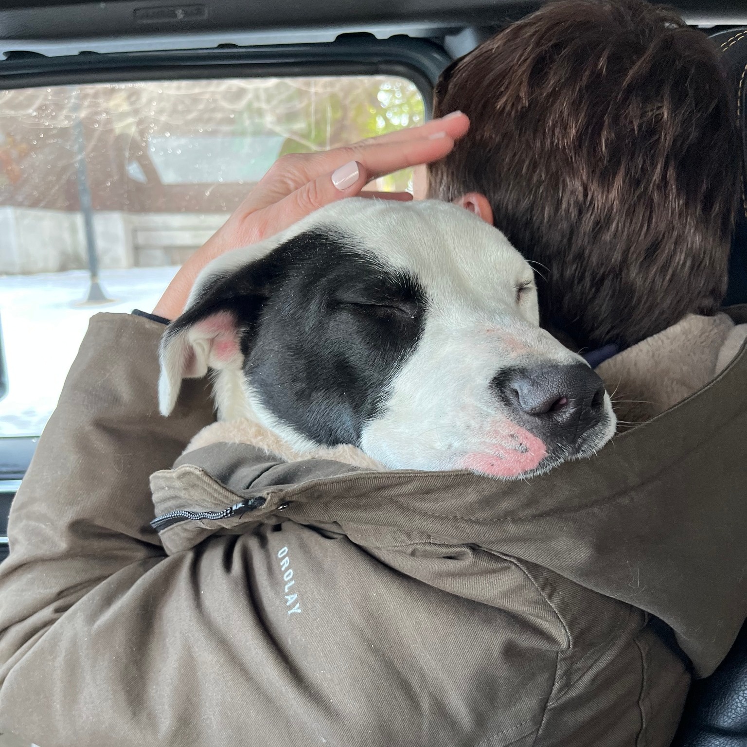 man holding a dog in a car
