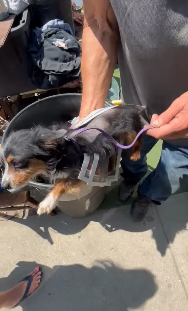 man holding a tiny dog