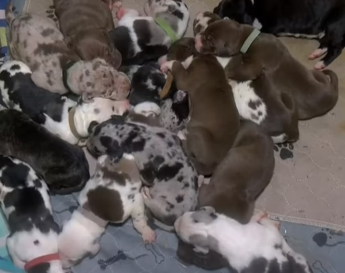 many tiny puppies