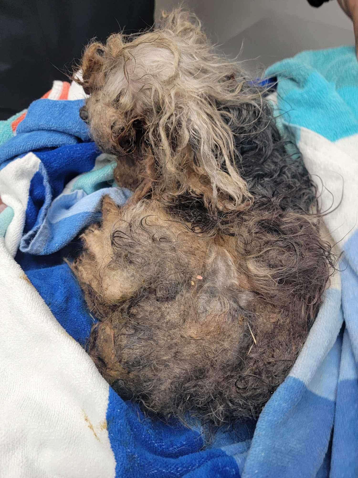 matted dog