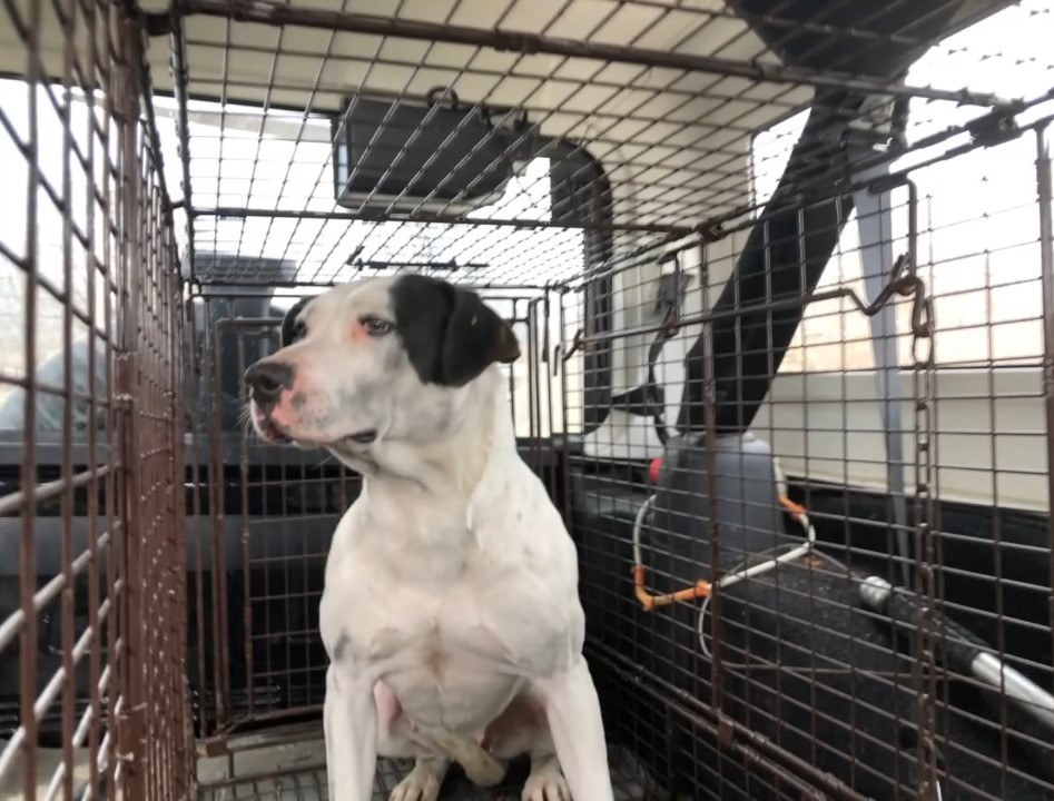 mom dog in a kennel