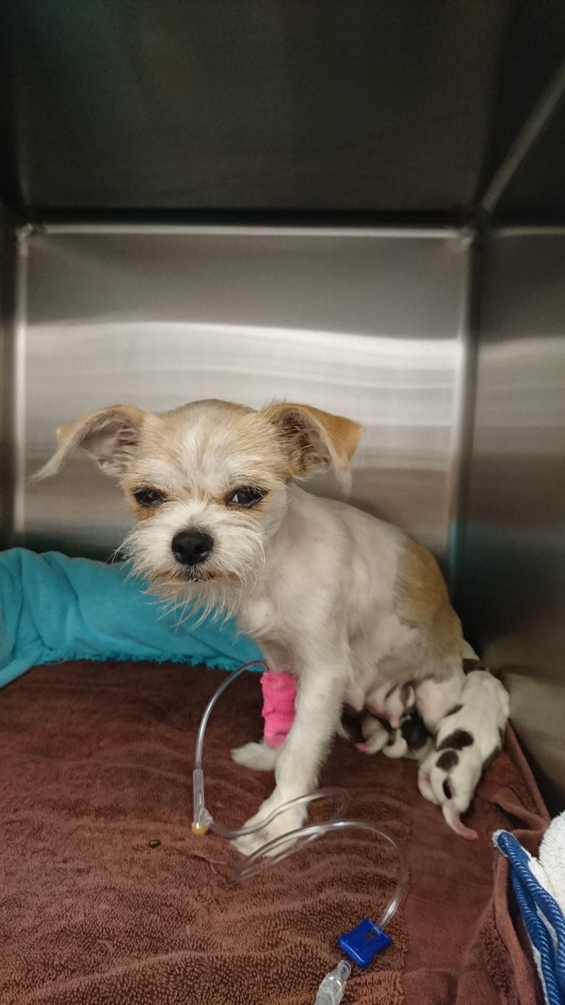 mom dog nursing puppies