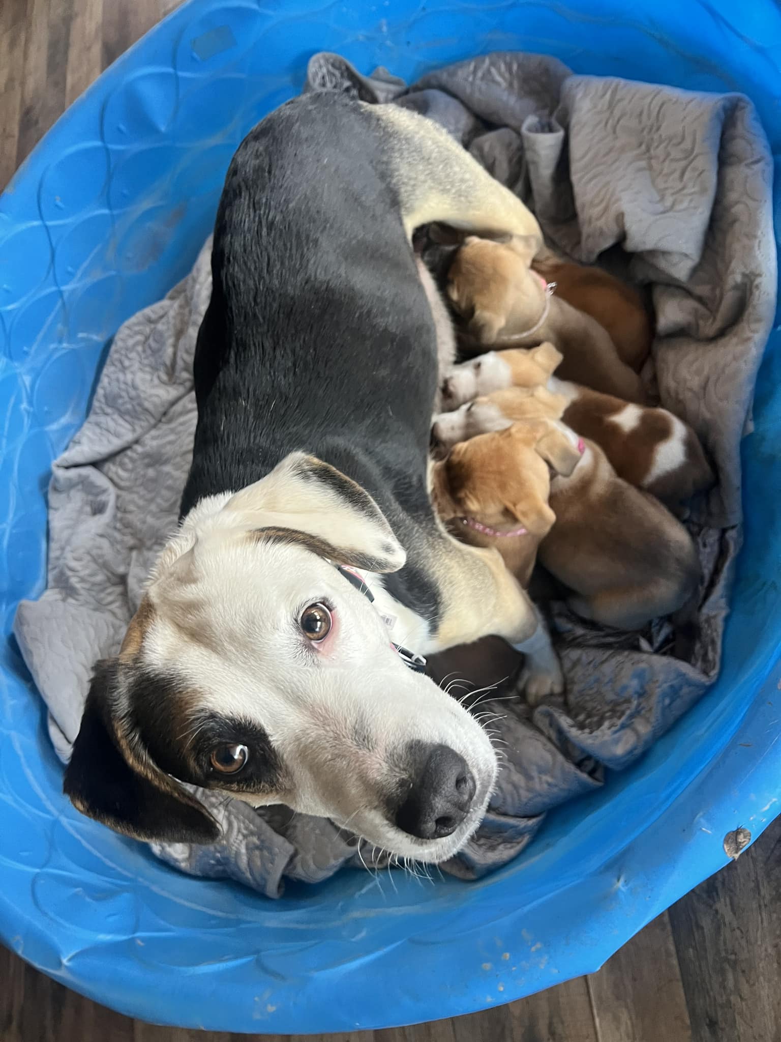 mom dog nursing puppies