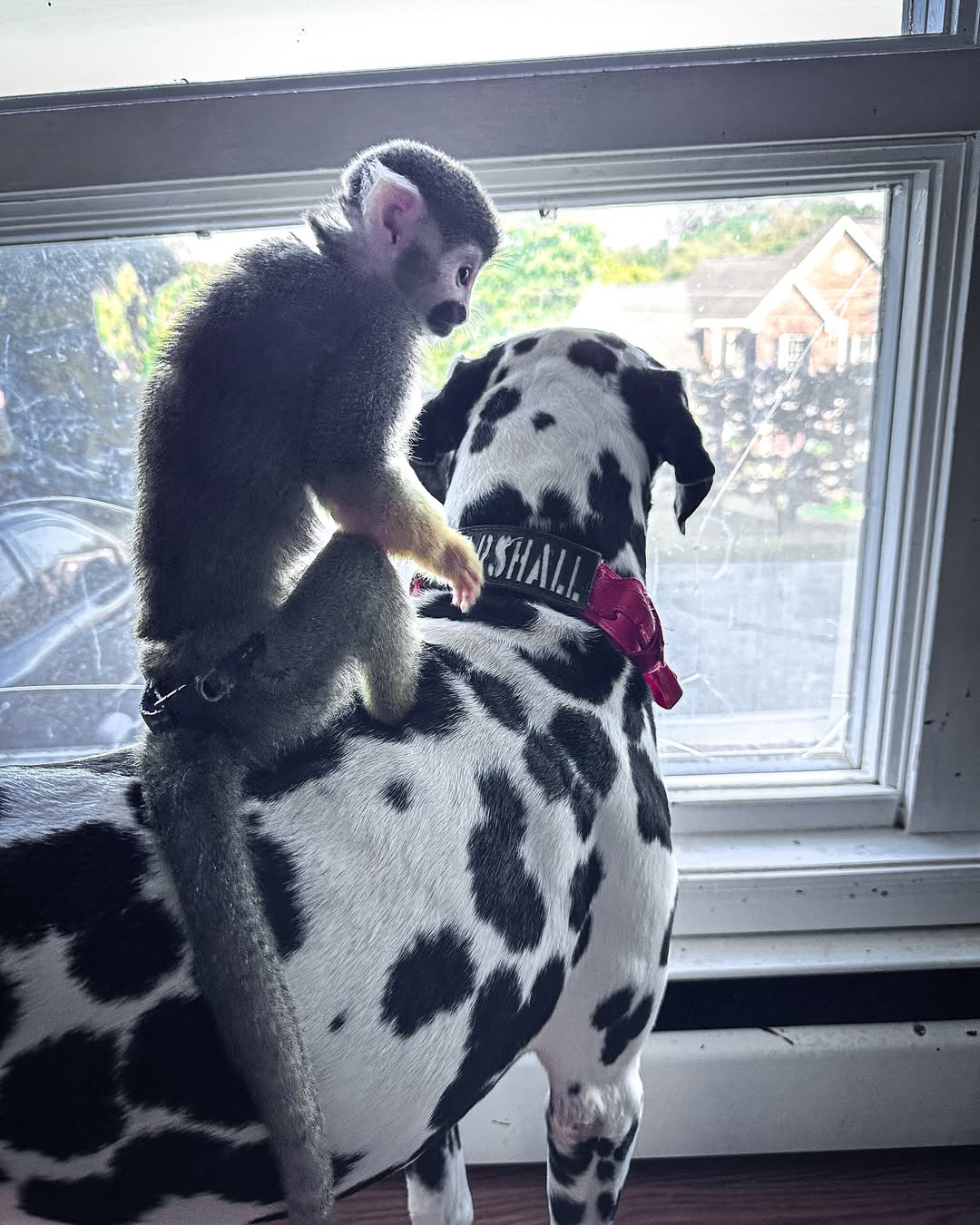 monkey riding a dog