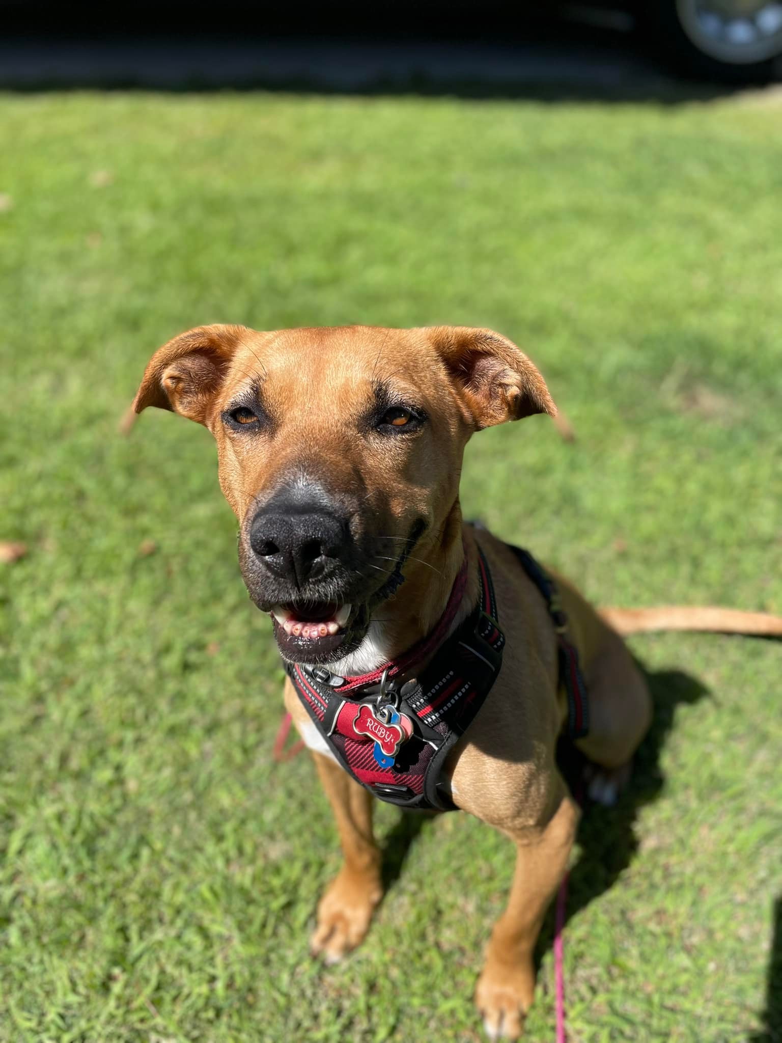 mother dog sitting on grass