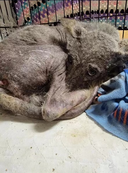 mystery creature