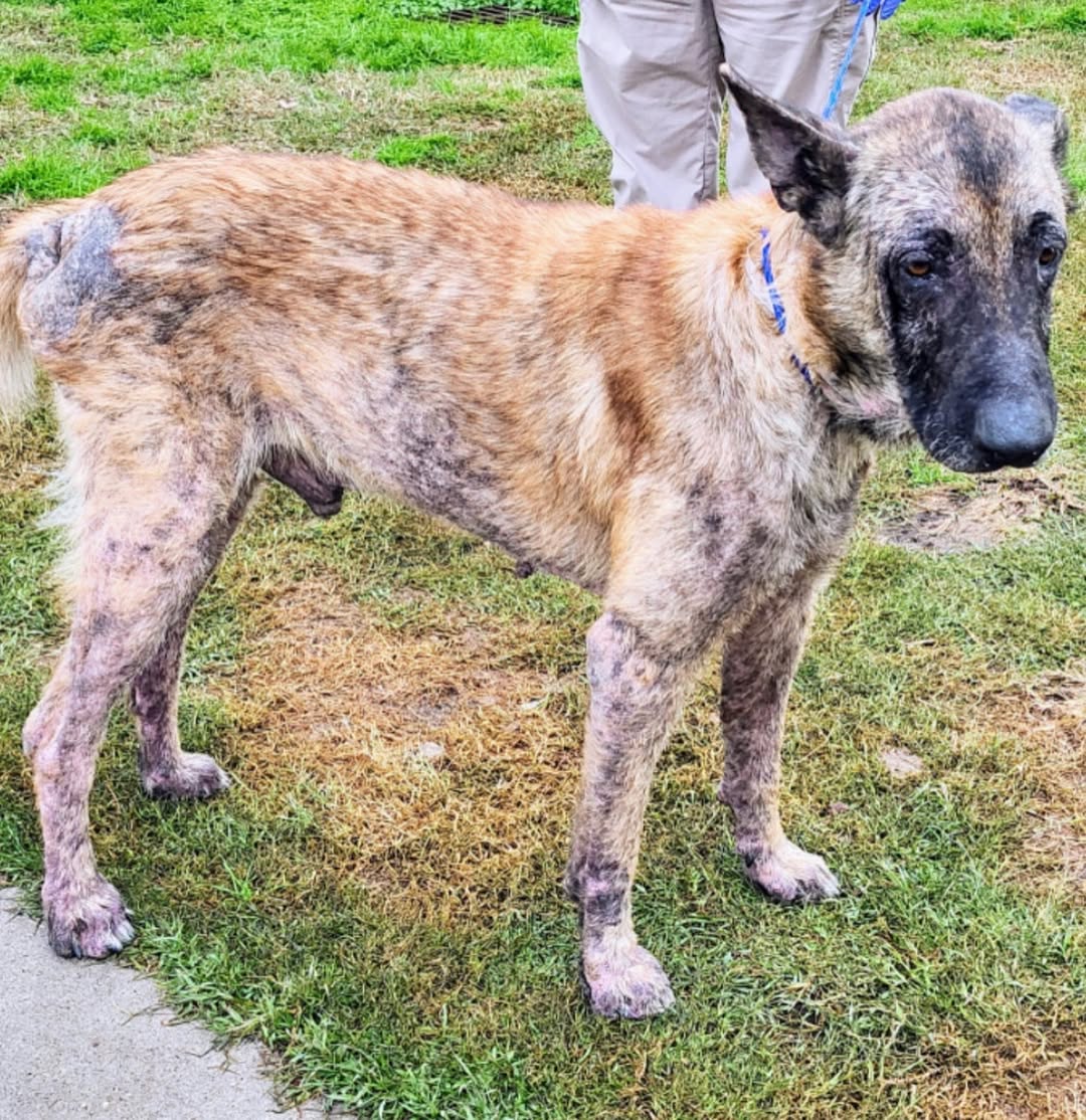 neglected brown dog