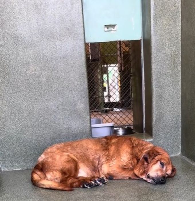 old dog laying down